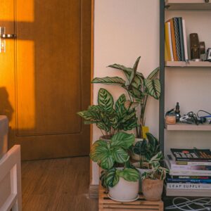 A sunlit room corner featuring potted plants and neat shelving, creating a warm ambiance.